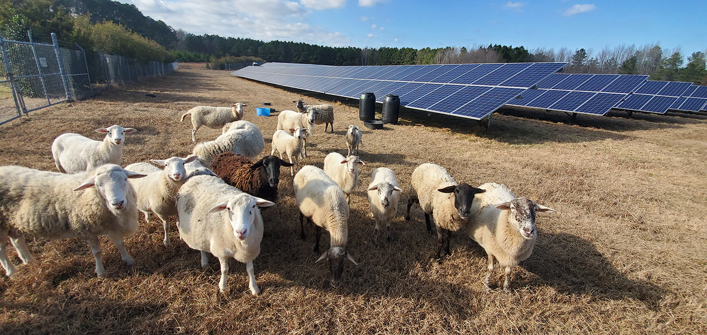 Sheep grazing between solar panel arrays